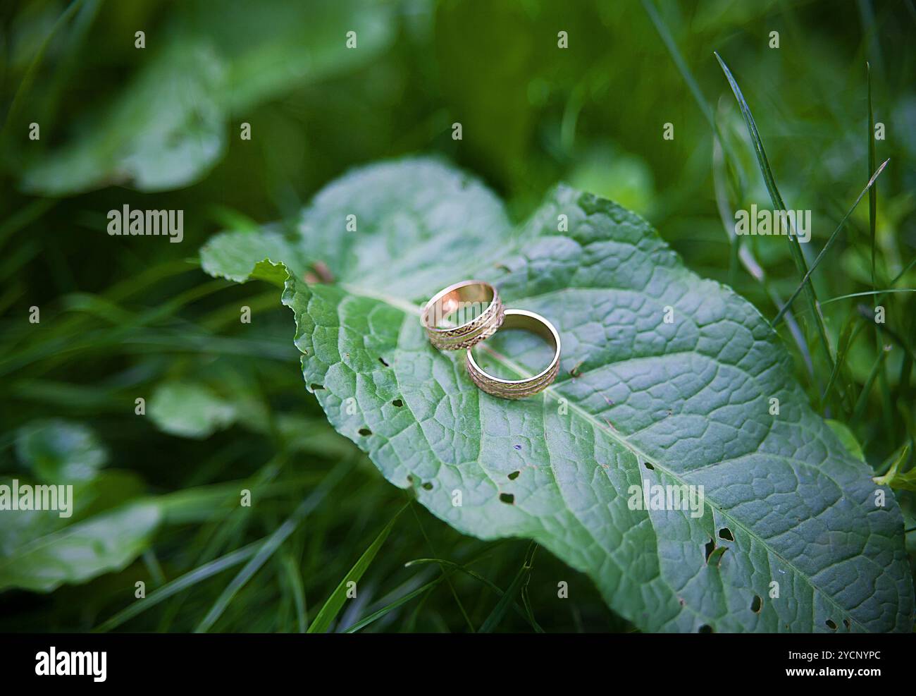 Deux anneaux de mariage d'Or se trouvent sur les feuilles plante. Banque D'Images