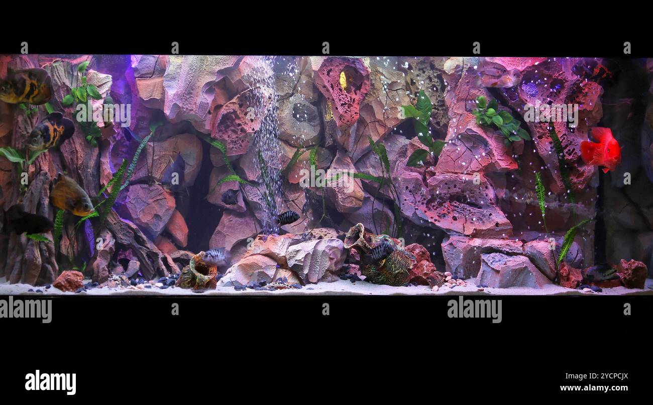 Aquarium d'eau douce Banque D'Images