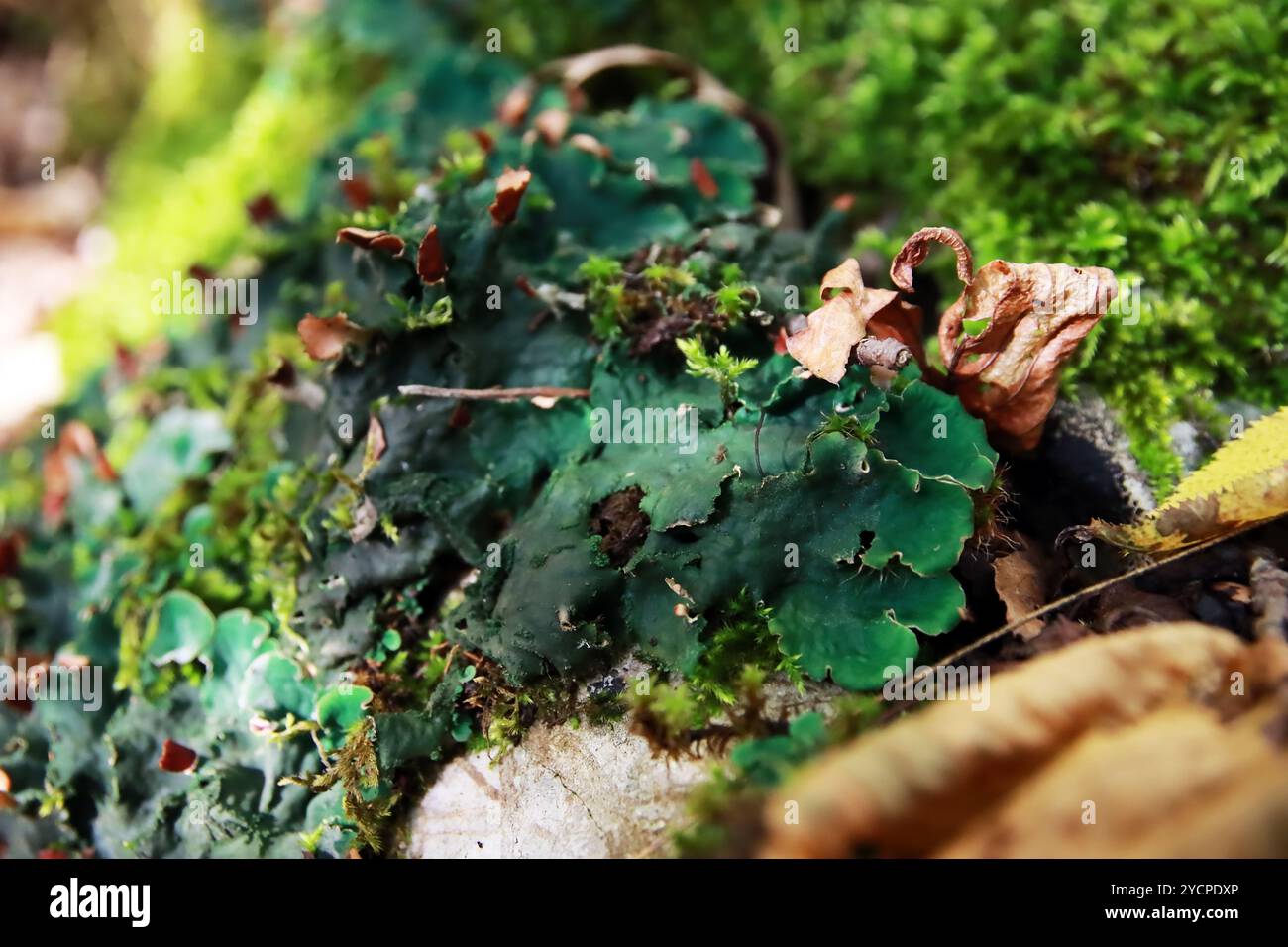 Peltigera sp. Lichens foliés en gros plan dans les bois au début de l'automne Banque D'Images