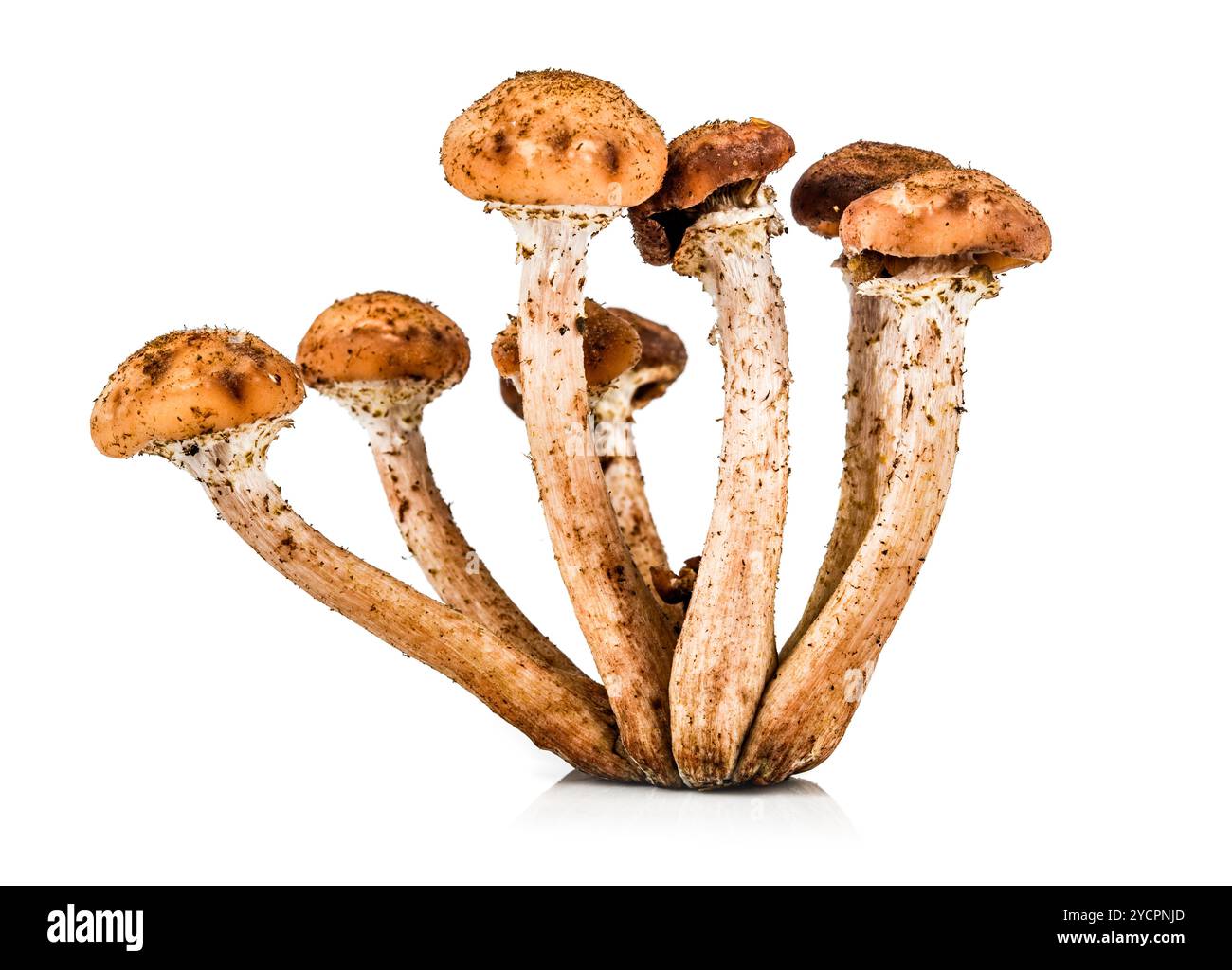 Un champignons agaric miel Banque D'Images