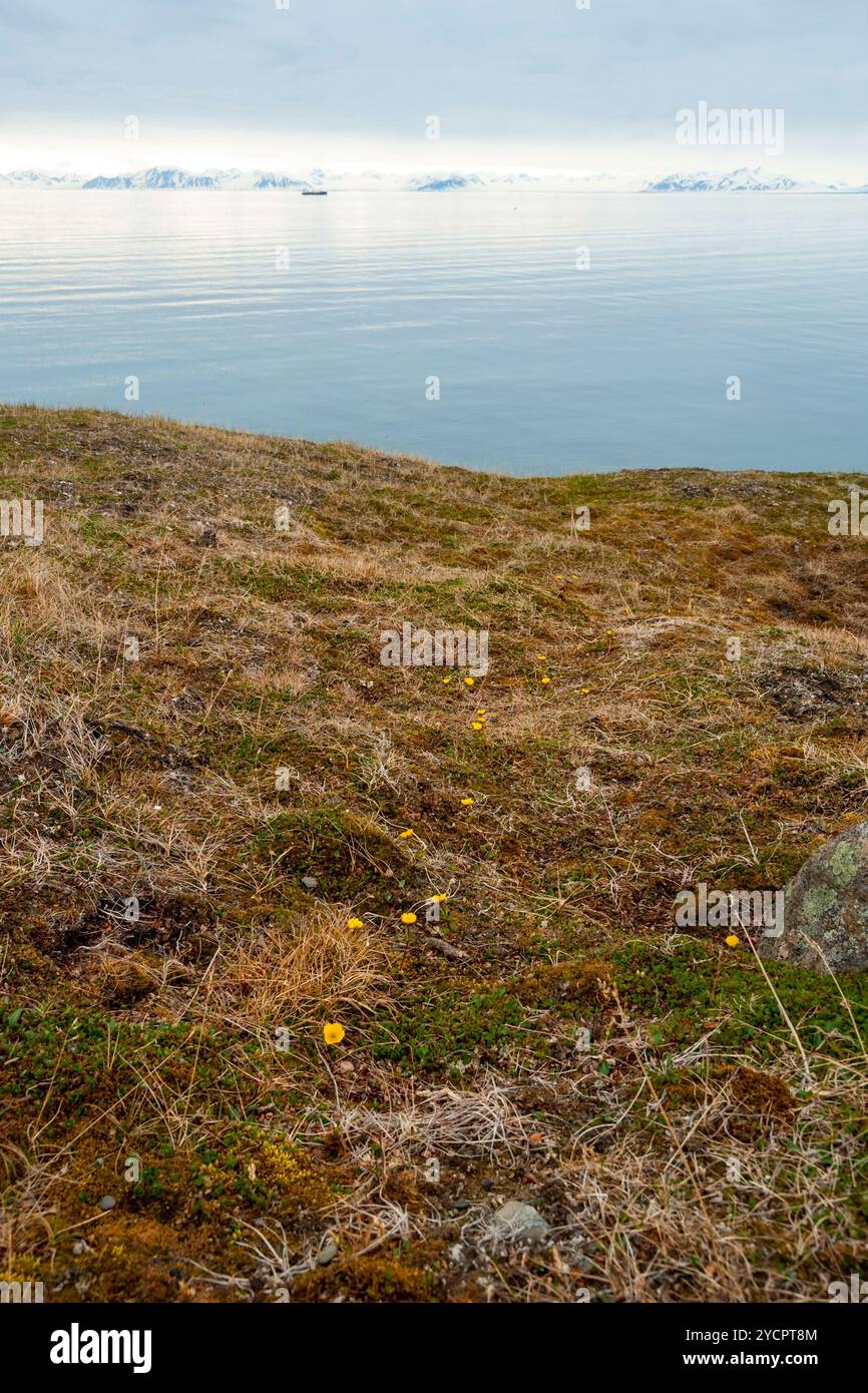 Fleurs fleurissant dans la toundra arctique en été, Svalbard Banque D'Images