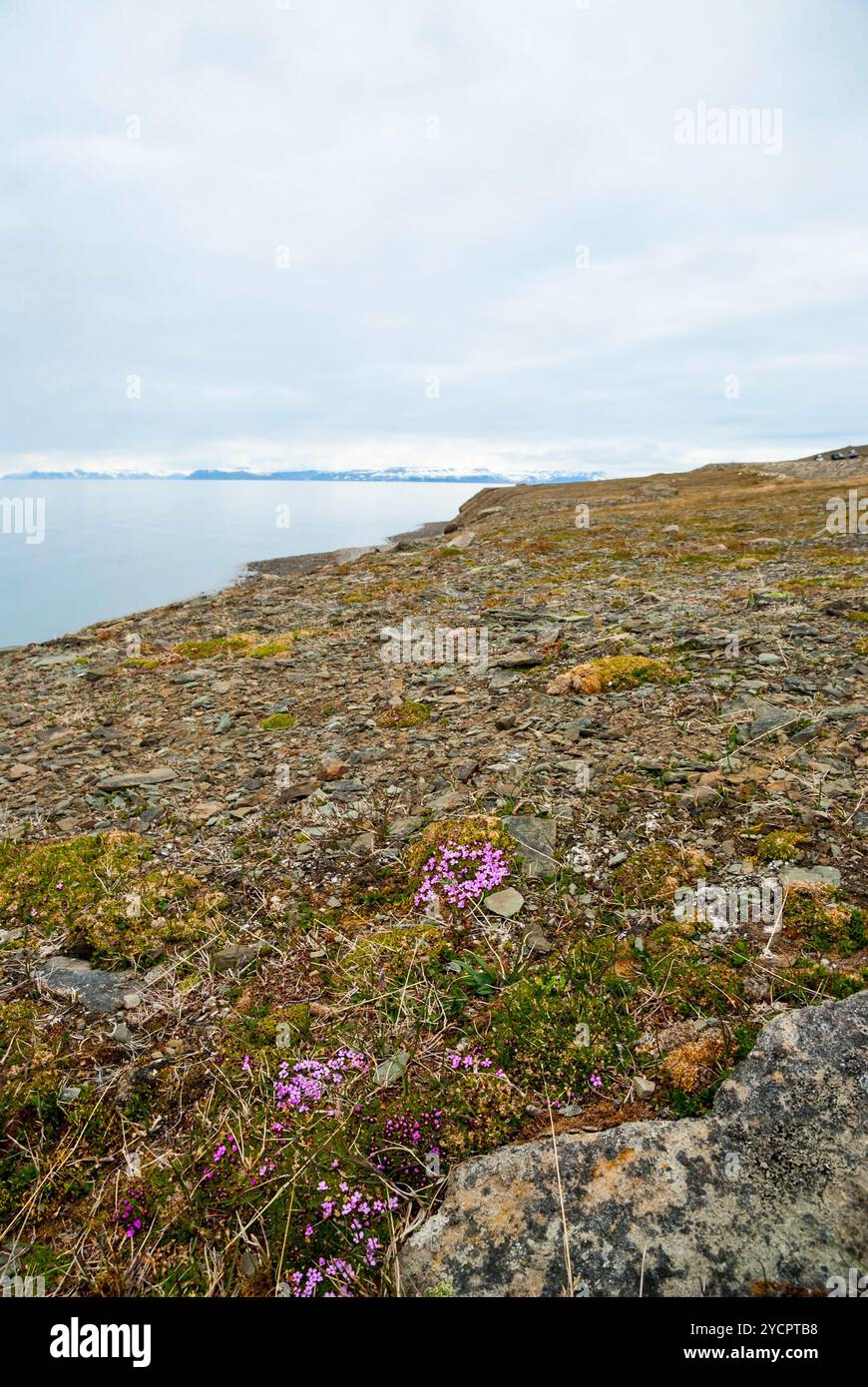 Fleurs fleurissant dans la toundra arctique en été, Svalbard Banque D'Images