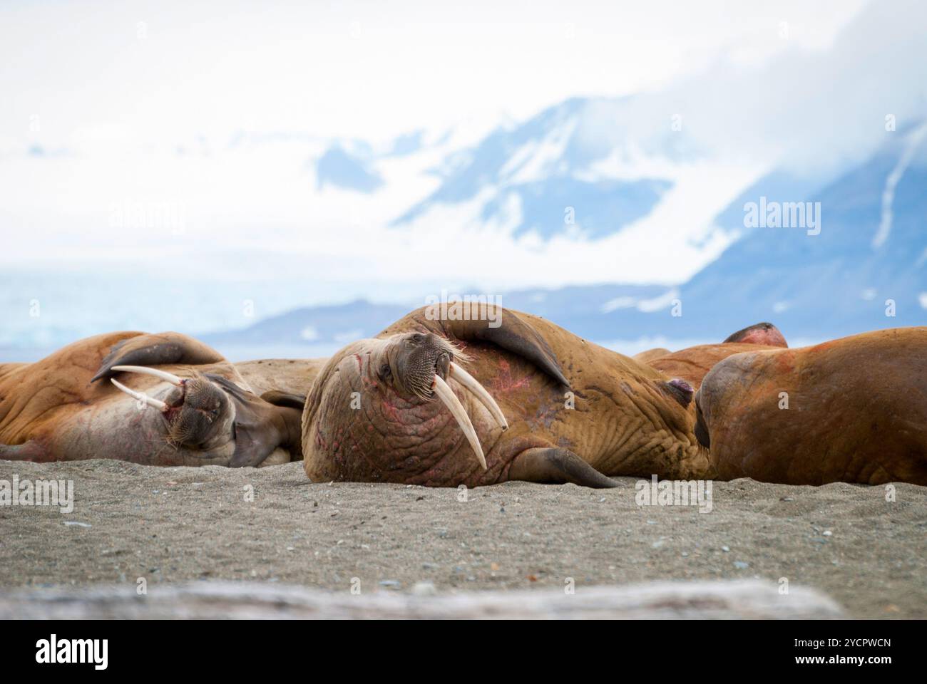 Morses couchés sur le rivage à Svalbard, Norvège Banque D'Images