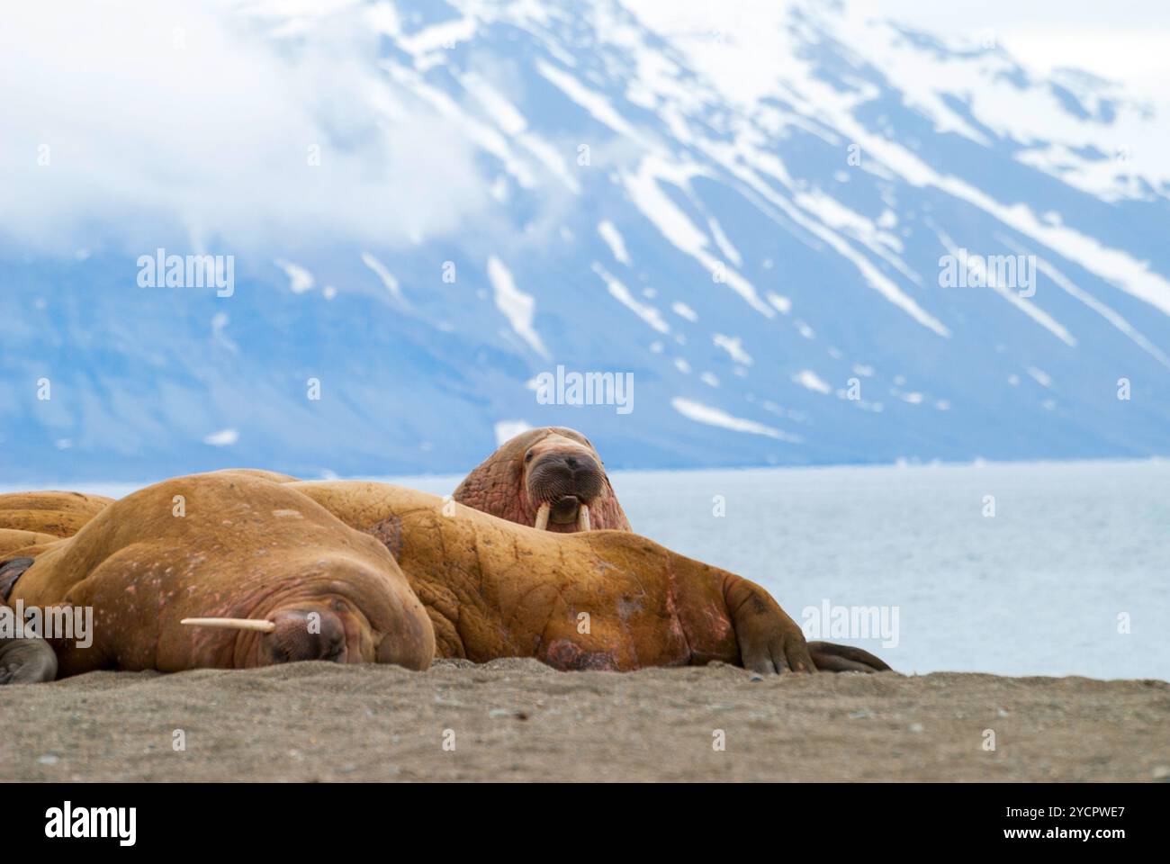 Morses couchés sur le rivage à Svalbard, Norvège Banque D'Images