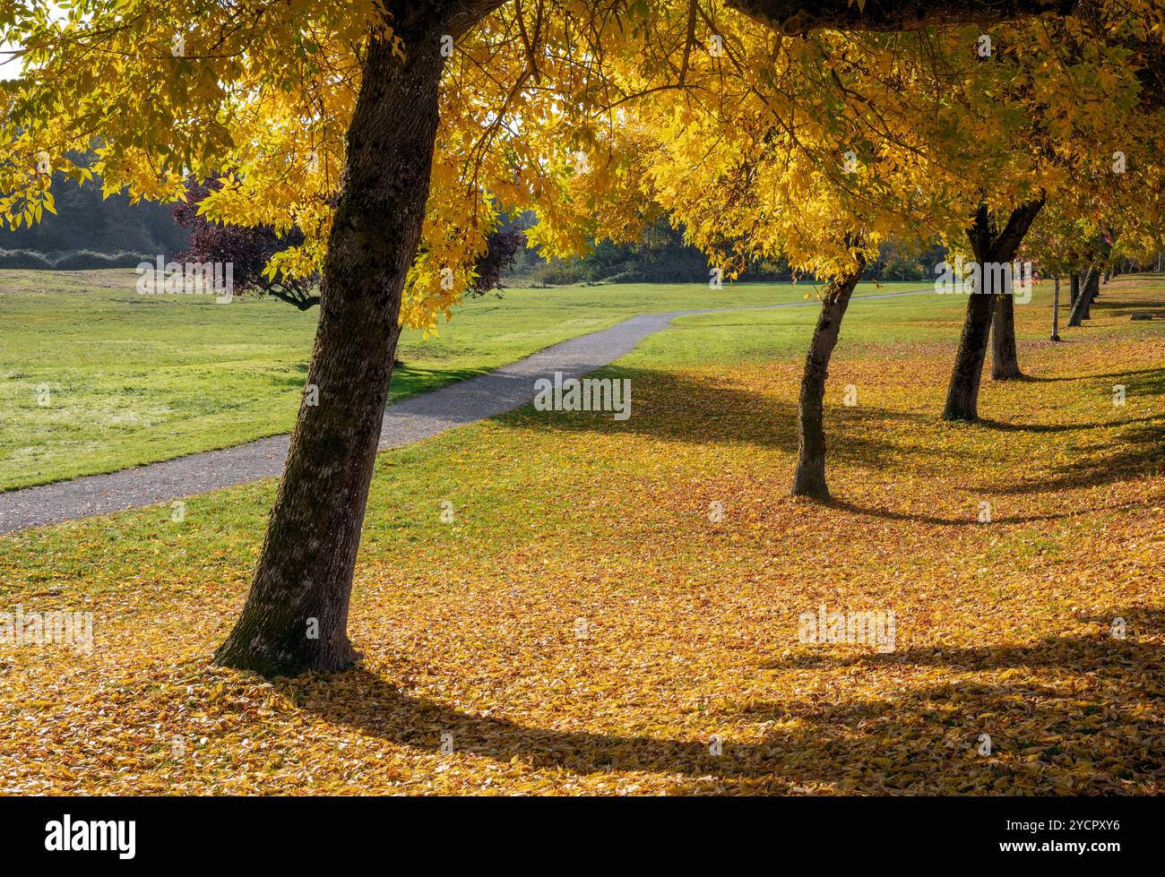 WA26178-00..... WASHINGTON - Genesse Park le long du lac Washington, Seattle Parks and Recreation. Banque D'Images