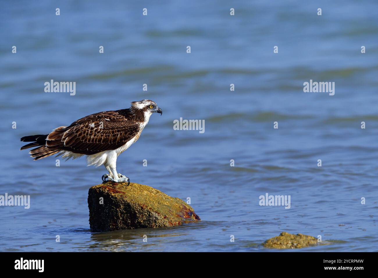 Un balbuzard à la recherche de nourriture, (Pandiaon haliaetus), famille d'oiseaux de proie, biotope, habitat, debout sur une pierre dans l'eau, Raysut, Salalah, Dhofar Banque D'Images