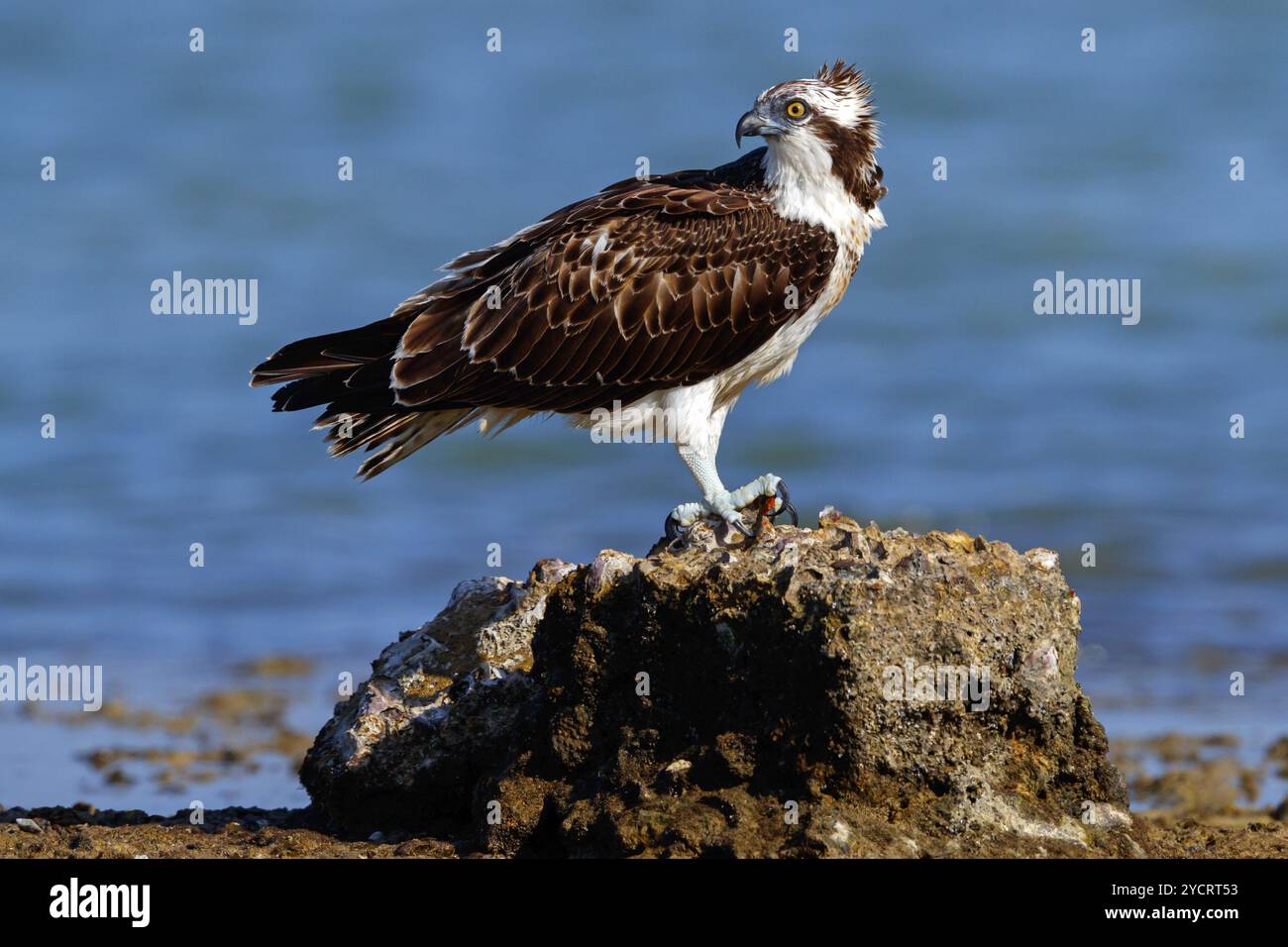 Un balbuzard à la recherche de nourriture, (Pandiaon haliaetus), famille d'oiseaux de proie, biotope, habitat, debout sur une pierre dans l'eau, Raysut, Salalah, Dhofar Banque D'Images