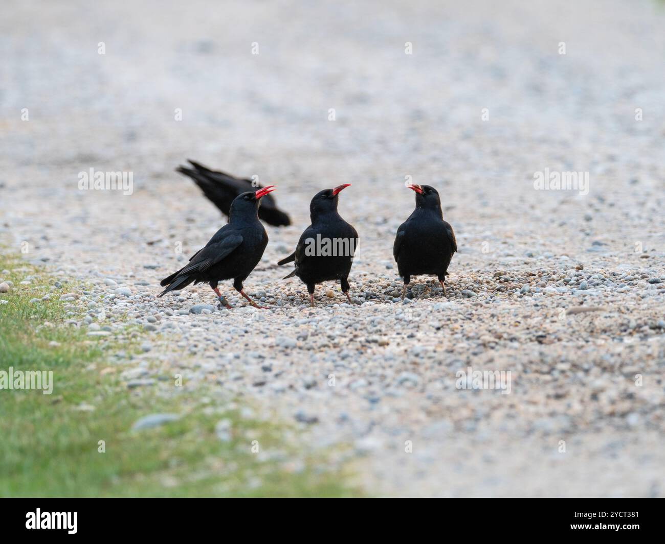 Chauve à bec rouge Pyrrhcorax pyrrhocorax buvant dans une petite piscine dans la piste de gravier à côté du Loch Ardnave, Islay, Hébrides intérieures, Argyll, Écosse, U. Banque D'Images