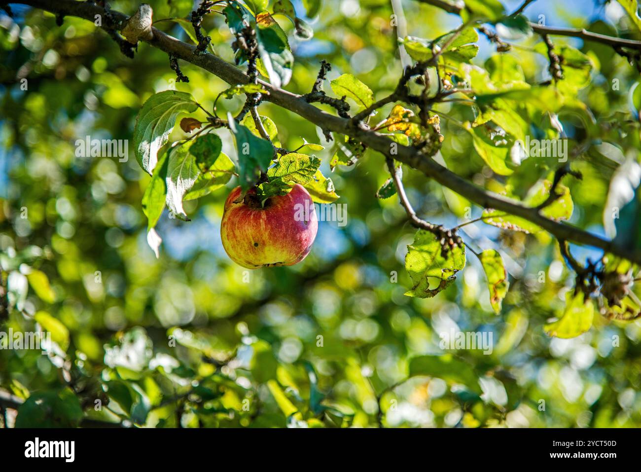 Pomme sur l'arbre, 1 pomme, Banque D'Images