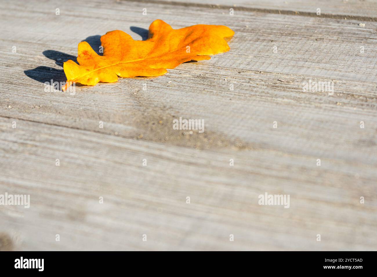 Les feuilles d'automne sur une table Banque D'Images Les feuilles d'automne sur une table Banque D'Images