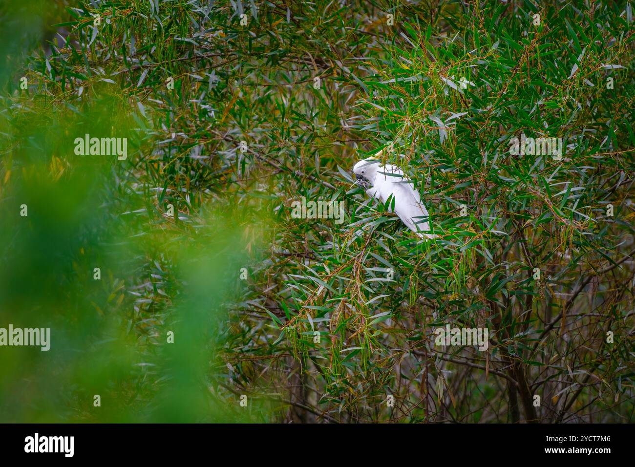 Perroquet cockatoo assis sur une branche d'arbre vert en Australie. Cacatua galerita à crête soufrée. Grand cockatoo blanc et jaune avec backgro vert nature Banque D'Images