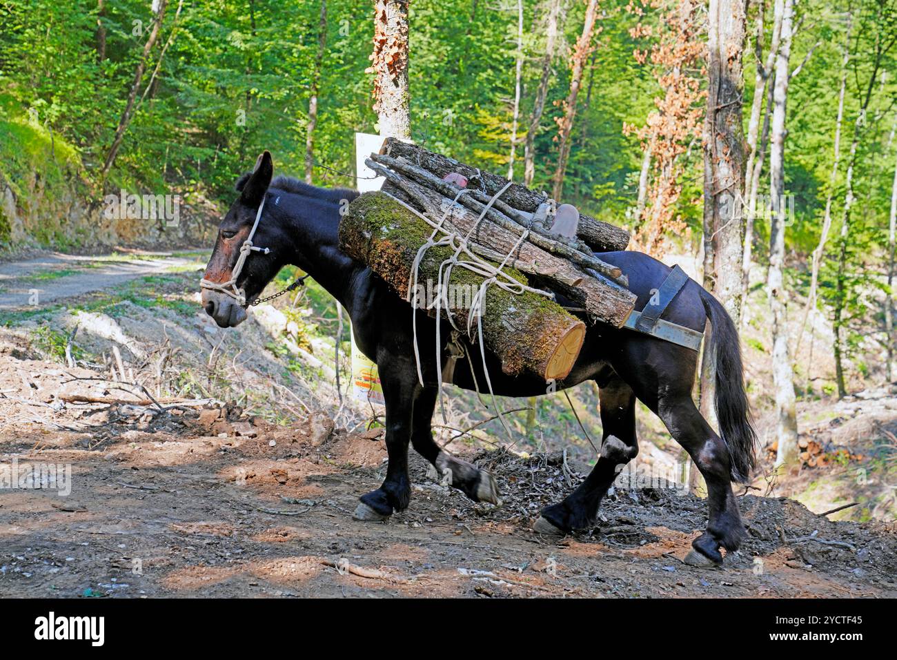 Mules (Equus asinus x caballus) au travail dans la forêt, mules de collection de bois, Roccantica, Banque D'Images