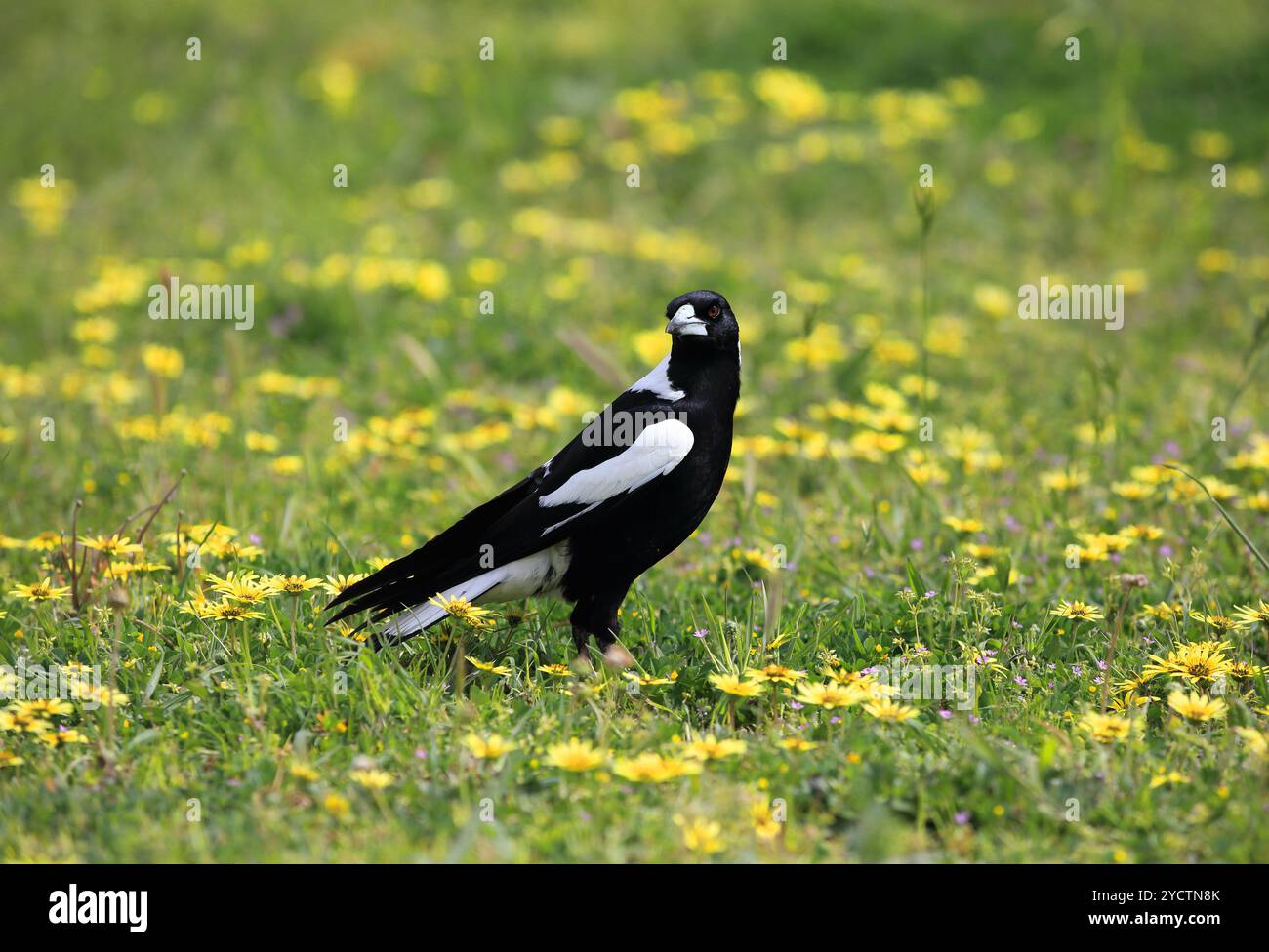 Australienne Magpie Cracticus tibicen Banque D'Images