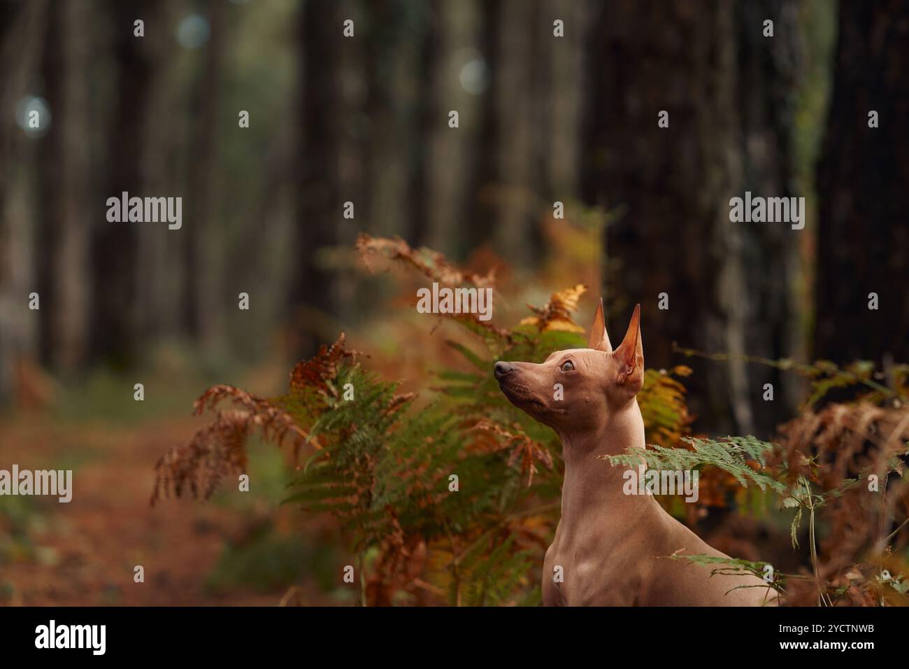 Un terrier sans poil américain est assis dans la forêt, levant les yeux curieusement. Le chien est entouré de feuilles d'automne et de grands arbres dans un bois serein Banque D'Images
