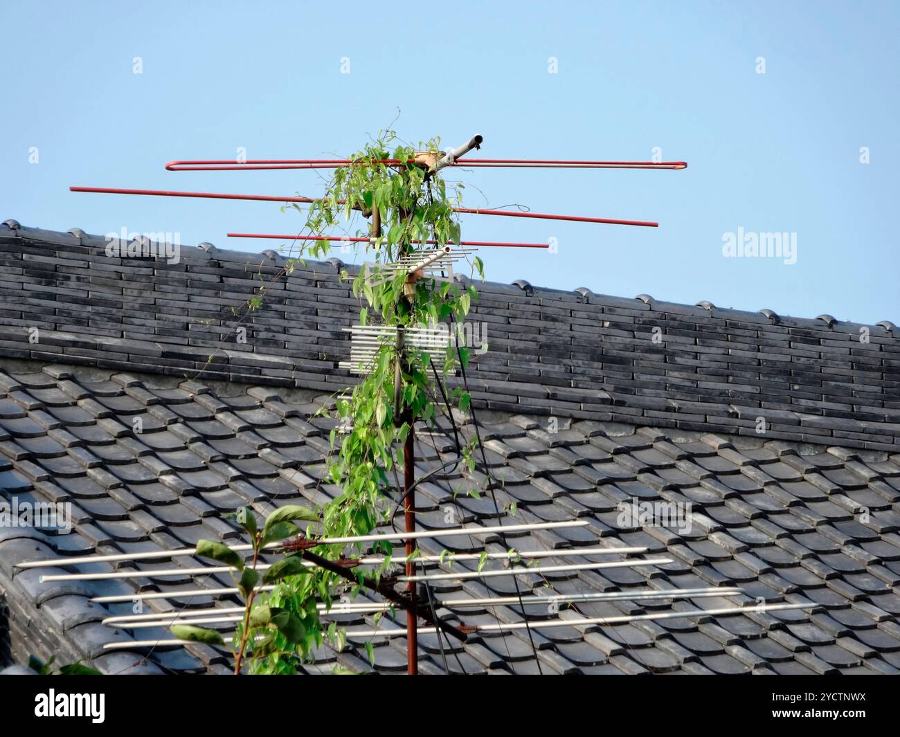 Antenne TV avec vignes enchevêtrées Banque D'Images