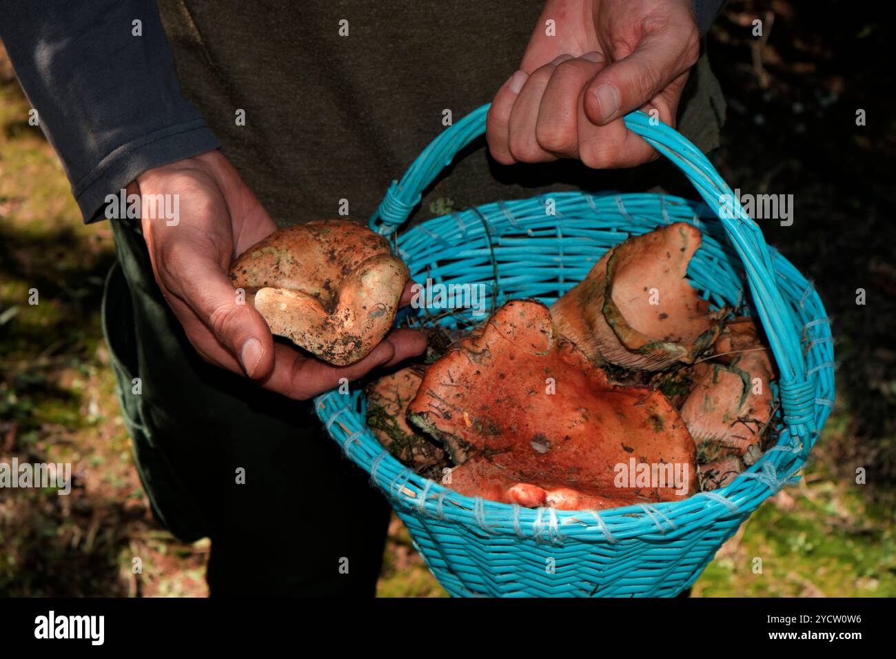 Un homme tient un panier plein de rovellons, le nom catalan pour les champignons de pin rouge, fraîchement récoltés dans les bois de Catalogne, en Espagne Banque D'Images