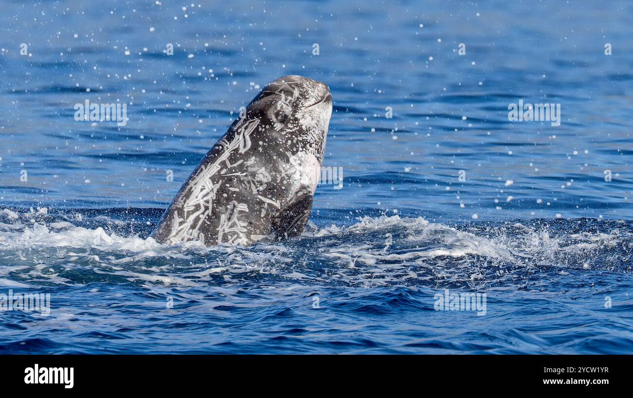 Le dauphin de Risso brisant près de la côte de l'île de Pico (Açores) Banque D'Images