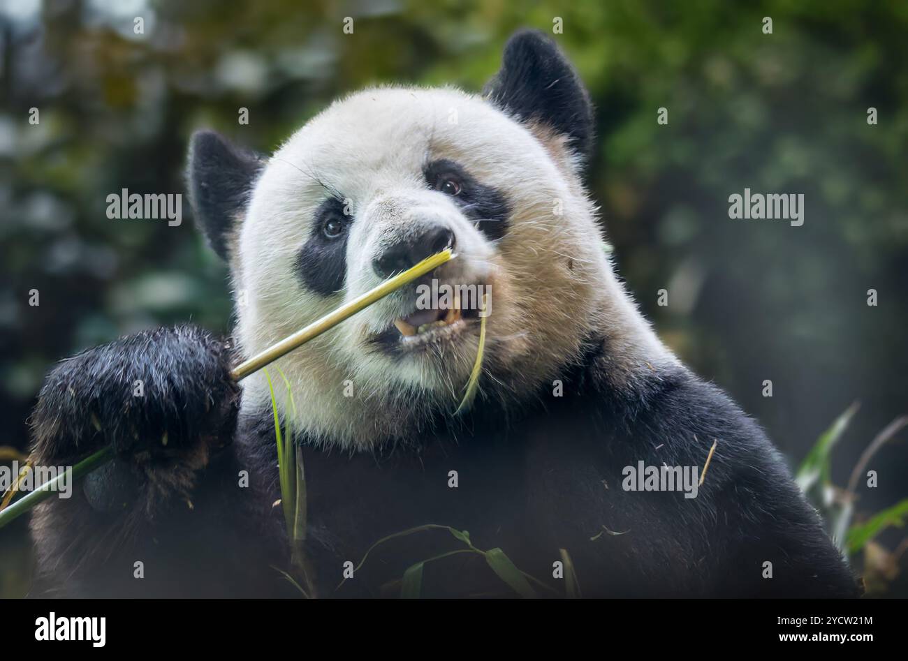 Vue frontale rapprochée d'un panda géant (Ailuropoda melanoleuca) Banque D'Images