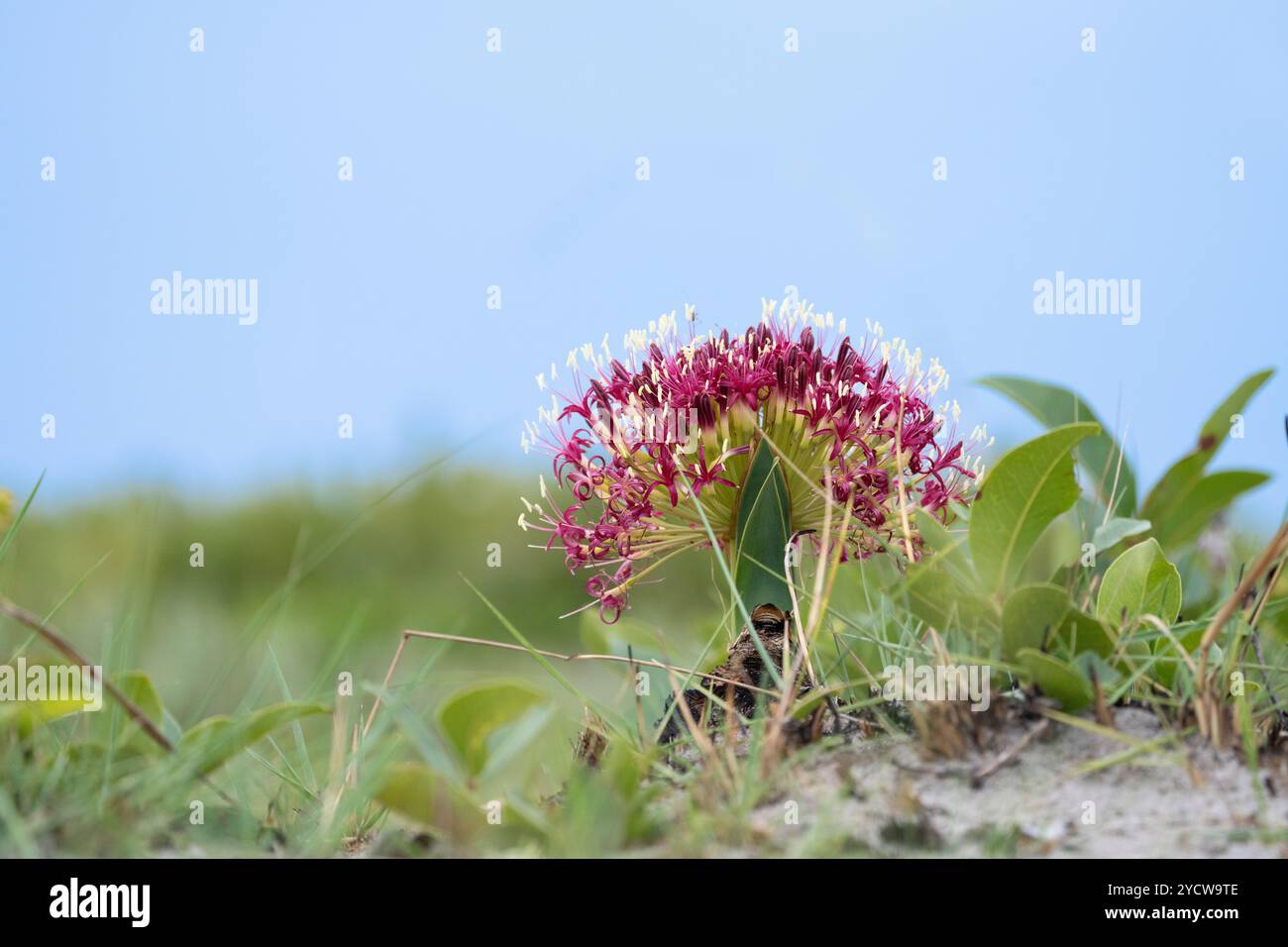 Fleur de lis sang, espèce Scadoxus, famille multiflorus d'Amaryllis contre ciel bleu. Parc national de Kafue, Zambie Banque D'Images