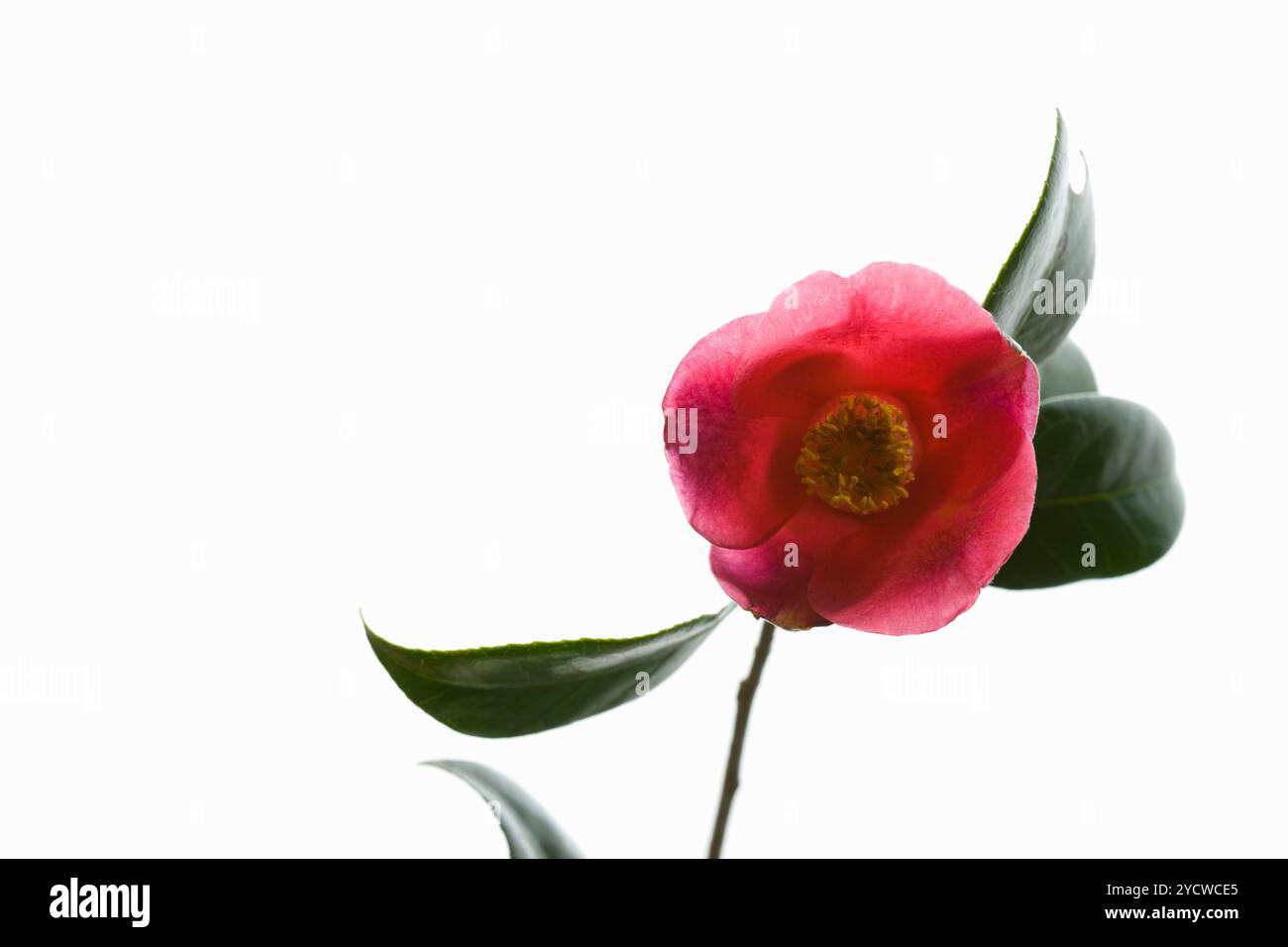 Tsubaki Banque D'Images