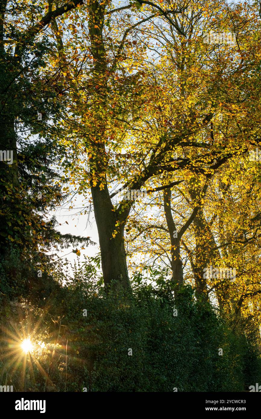 Tilia x europaea. Citronniers communs en automne tôt le matin. Kings Suttton, Northamptonshire, Angleterre Banque D'Images