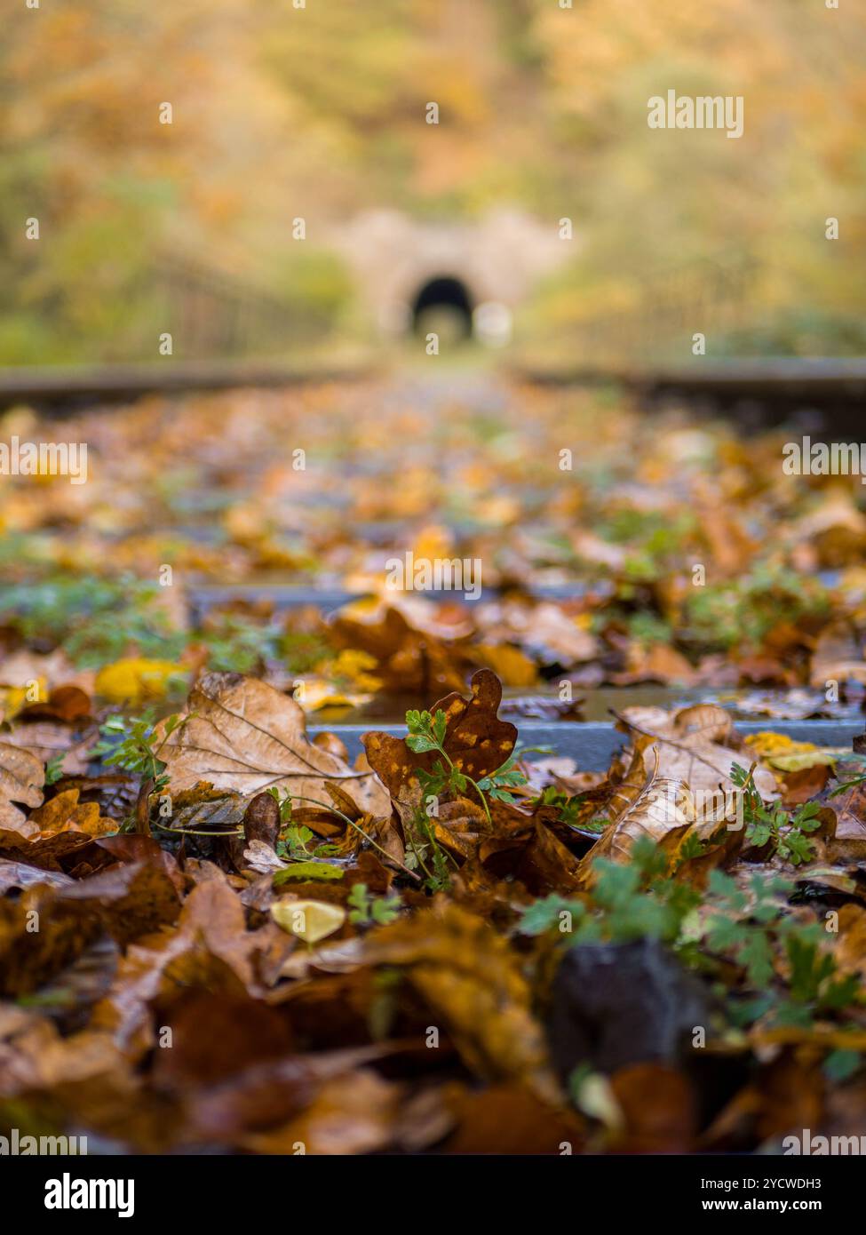 train tacks au tunnel dans la forêt d'automne Banque D'Images train tacks au tunnel dans la forêt d'automne Banque D'Images