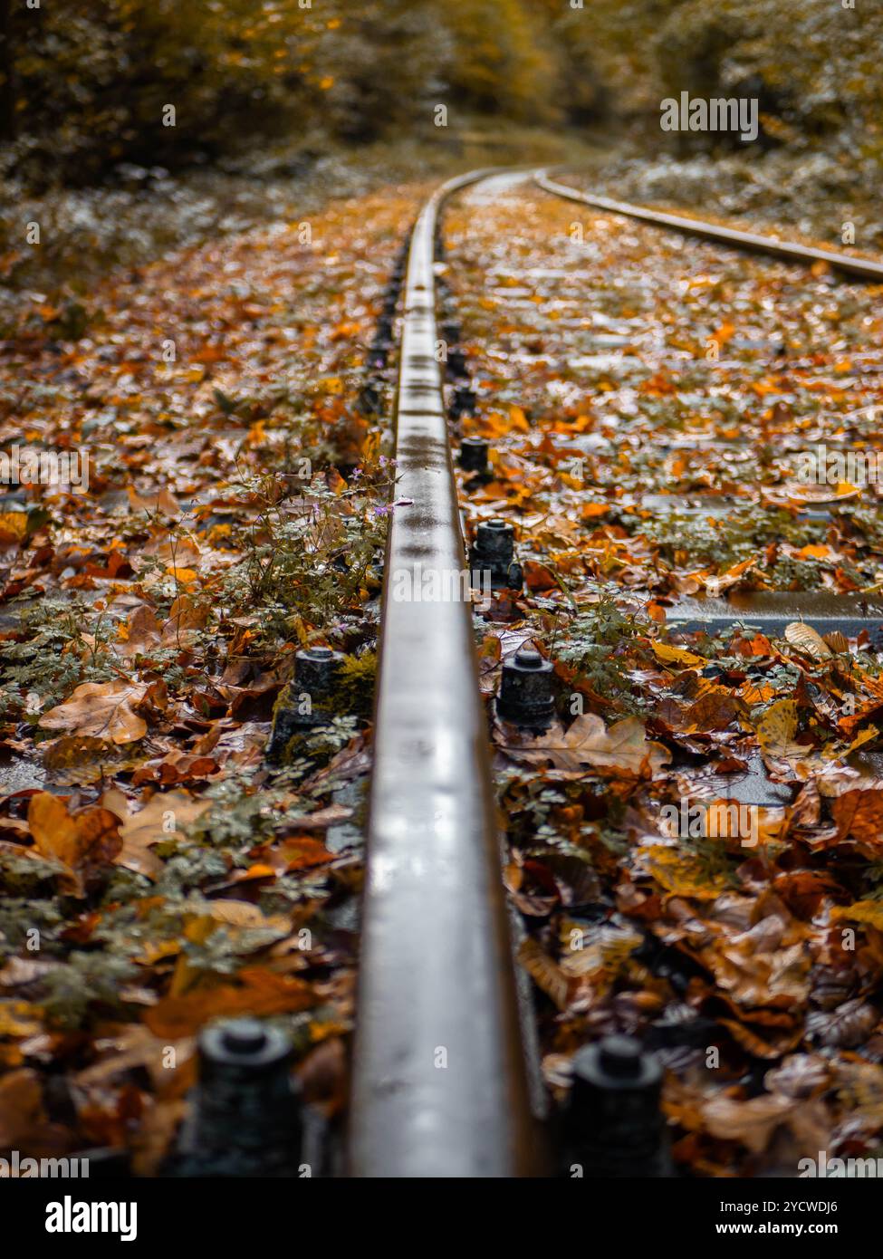 train tacks à travers la forêt d'automne Banque D'Images train tacks à travers la forêt d'automne Banque D'Images