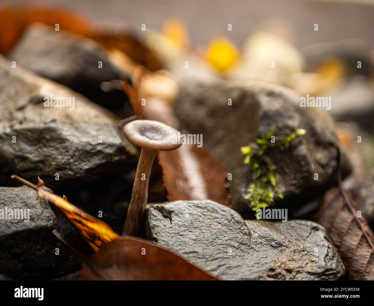 champignons sur fond de bois Banque D'Images