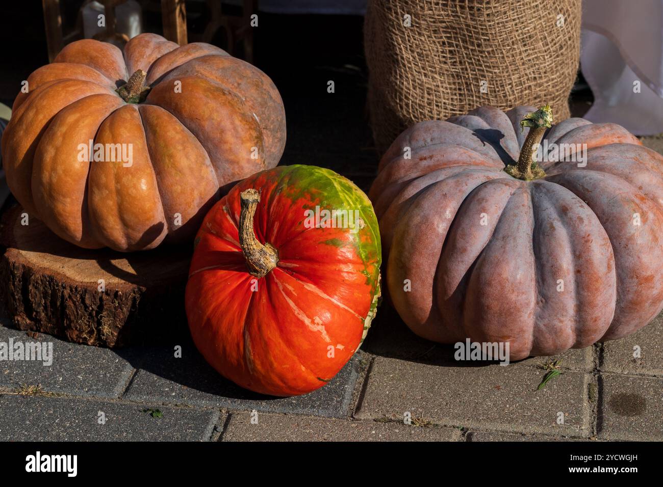 Décoration d'automne et d'Halloween faite de trois citrouilles orange différentes à la porte Banque D'Images Décoration d'automne et d'Halloween faite de trois citrouilles orange différentes à la porte Banque D'Images
