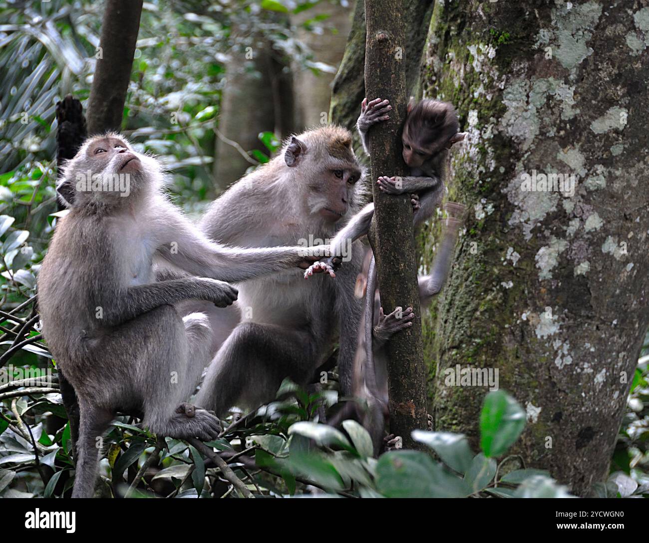 Famille de singe dans la forêt, mère, père et bébé singe essayant de grimper à un arbre Banque D'Images Famille de singe dans la forêt, mère, père et bébé singe essayant de grimper à un arbre Banque D'Images
