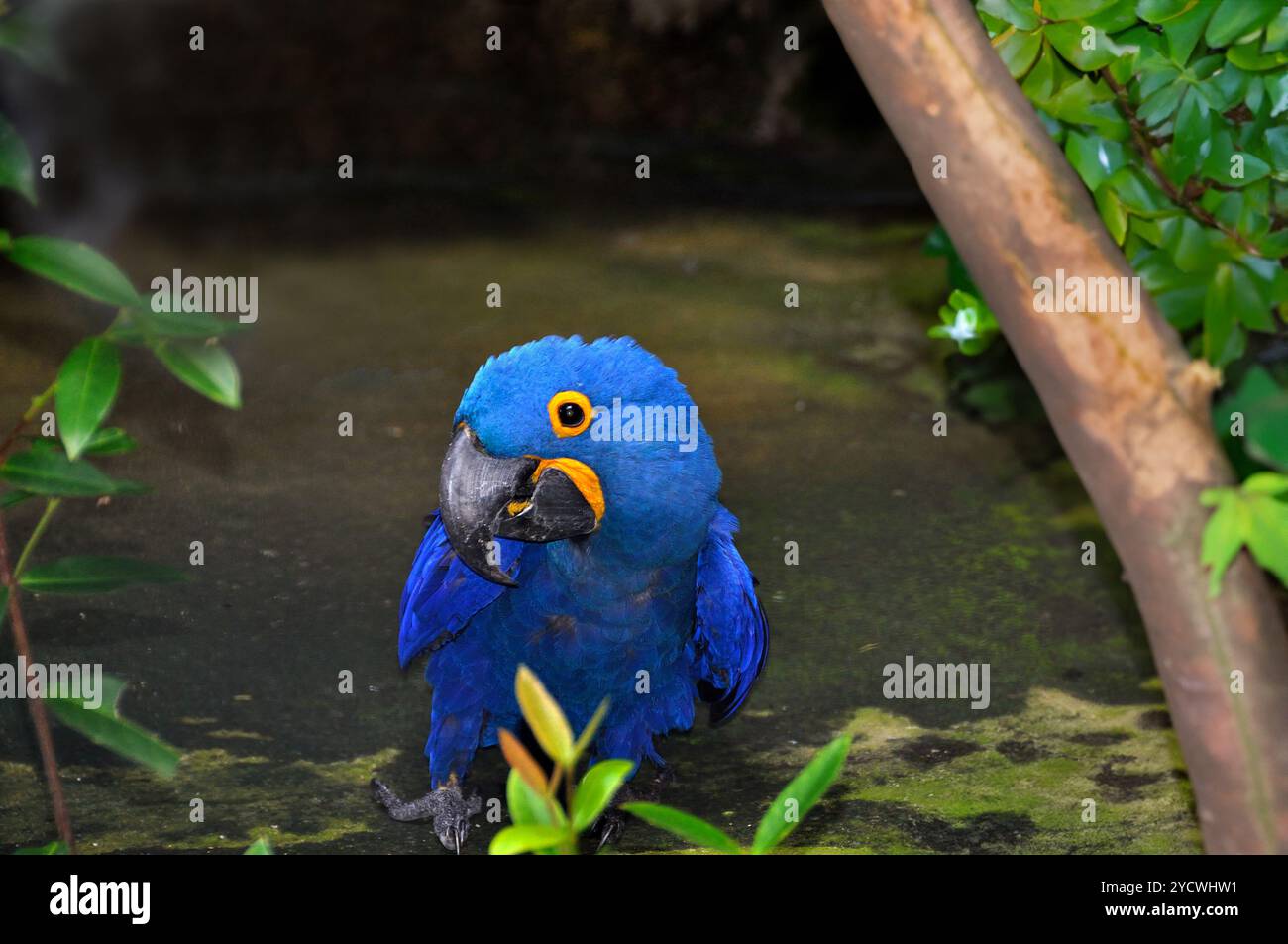Hyacinth Macaw perroquet bleu assis sur le sol regardant latéralement parmi le feuillage Banque D'Images