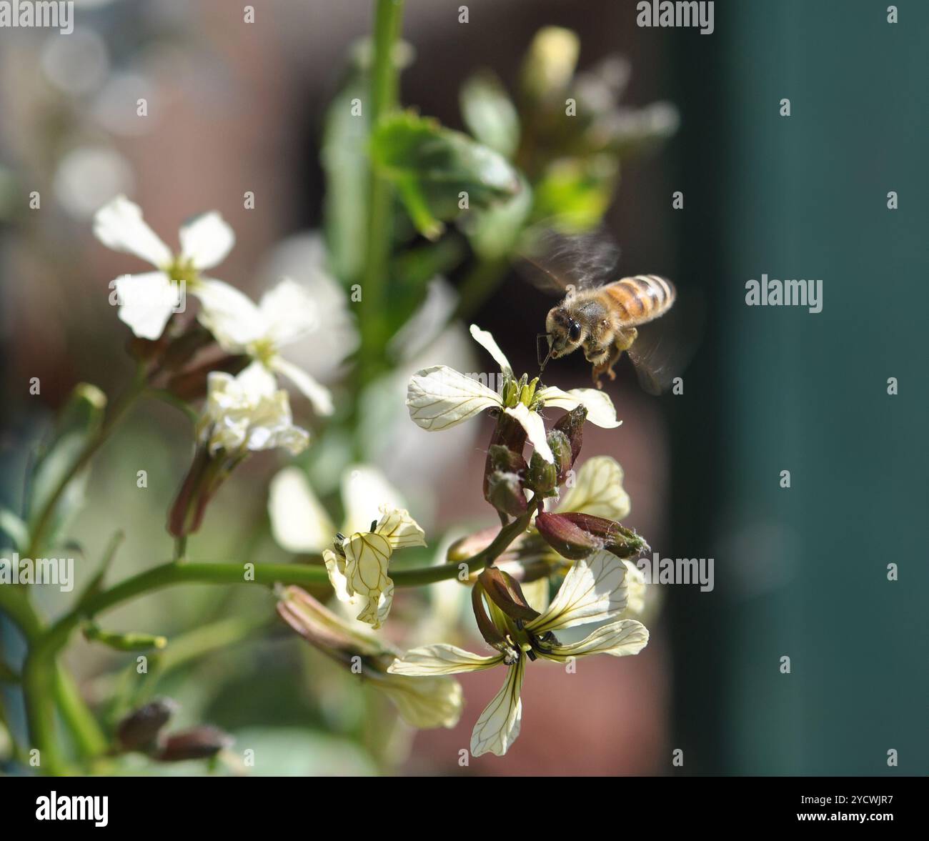 Abeille de miel volant sur la fleur blanche, pollinisateur, visite du jardin de la maison, plantes de légumes allées à la graine. Gros plan macro photo Banque D'Images