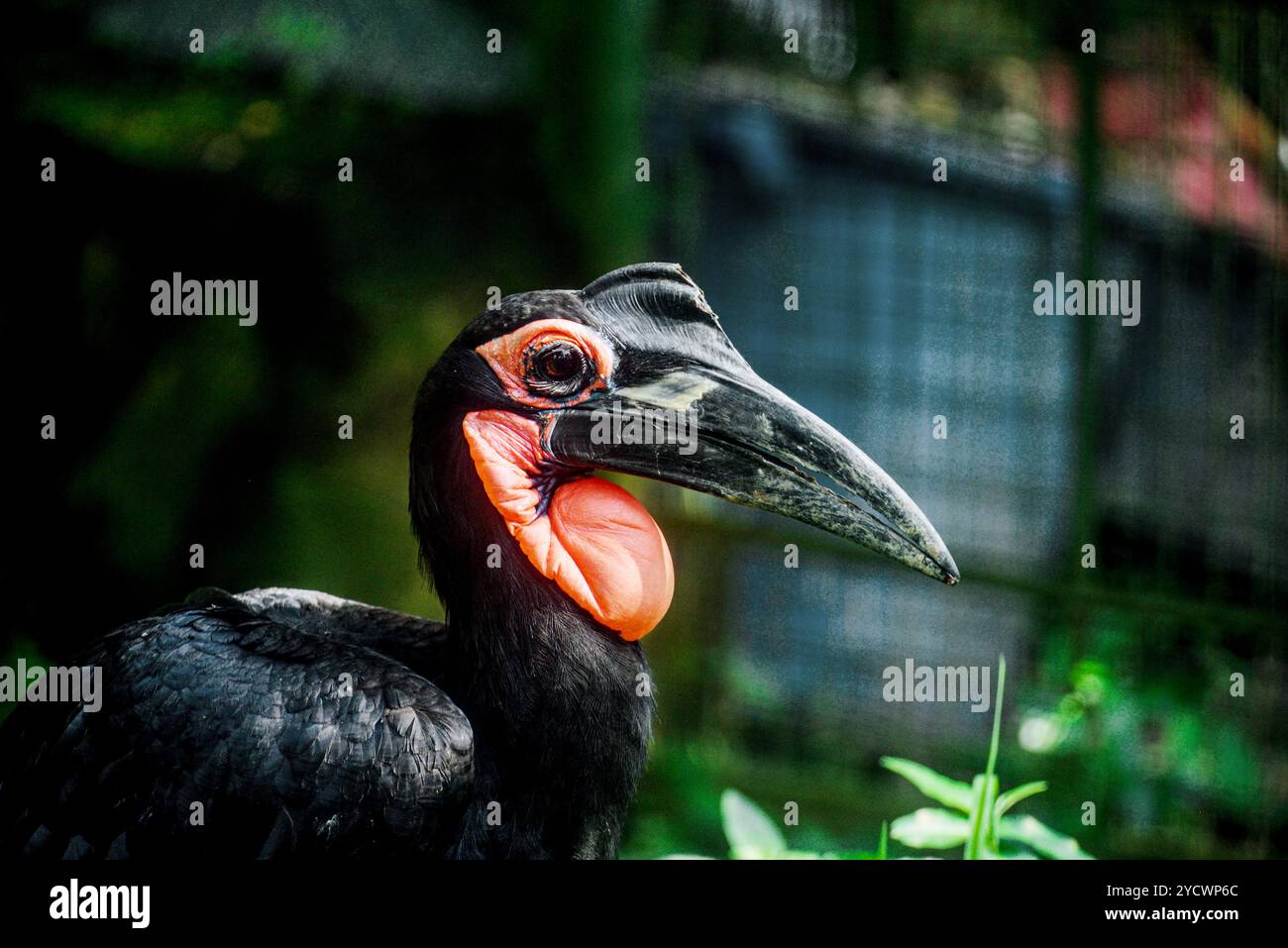 ABYSSINIEN GROUND HORNBILL ( Bucorvus abyssinicus) - Uganda Wildlife Education Centre - Entebbe Banque D'Images