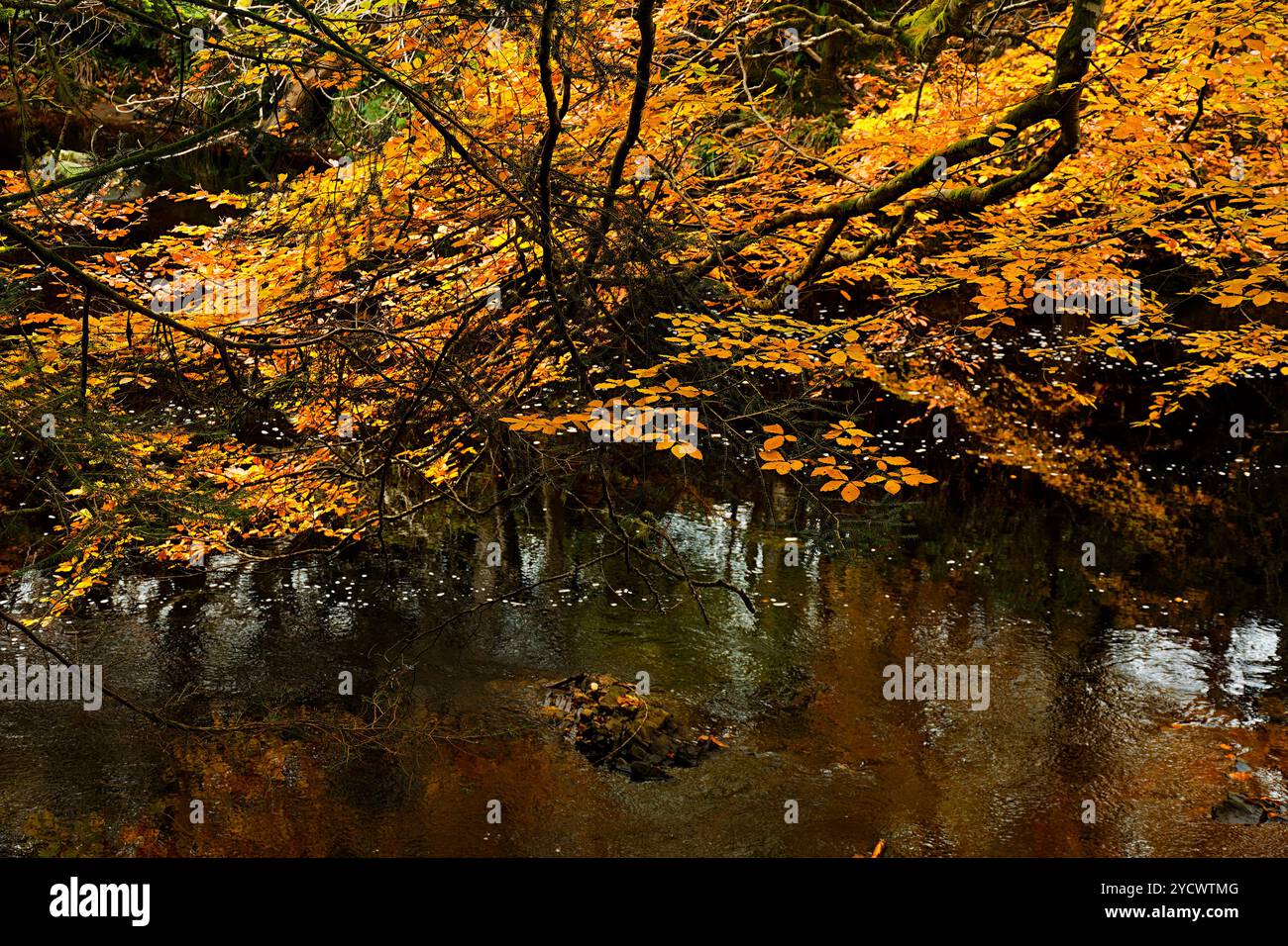 Logie Steading Forres Scotland une promenade le long des rives de la rivière Findhorn avec des feuilles de hêtre colorées en automne au-dessus de l'eau Banque D'Images