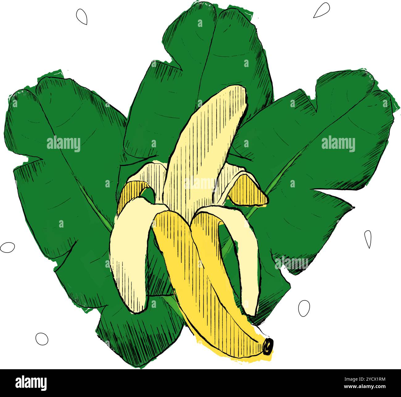 composition de feuilles de banane et de palmier sur fond blanc isolé, illustration graphique. Éléments de conception Vector Jungle Illustration de Vecteur