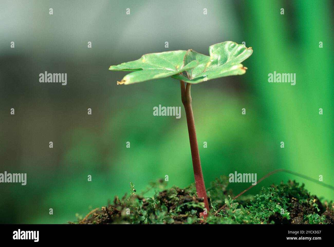 Morning Glory feuilles jumelles Banque D'Images