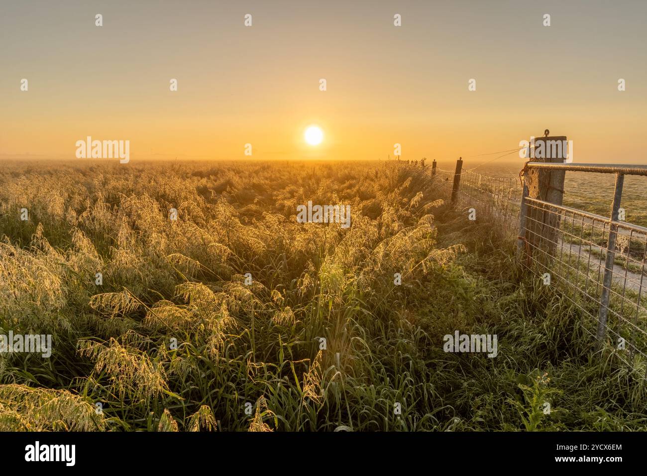 Le pré, plein d'herbes ornementales sous une couche de brume, est baigné d'une lumière dorée sereine et atmosphérique par le soleil levant. La clôture mène th Banque D'Images