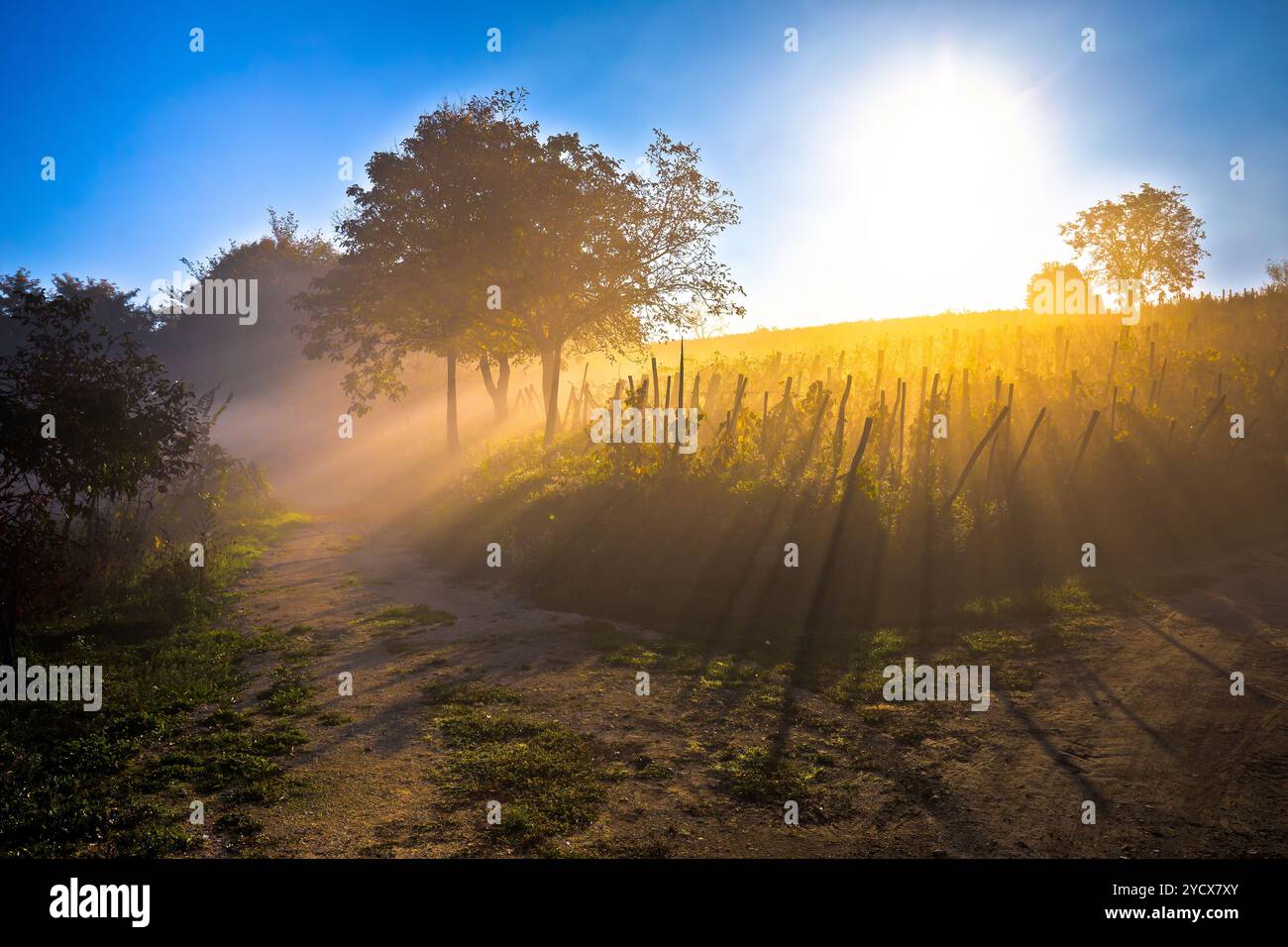 Rayons de soleil dans le brouillard du matin vue sur le vignoble Banque D'Images