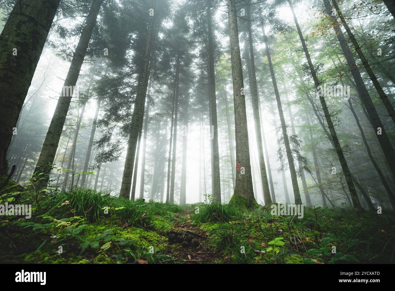 Scène de forêt brumeuse ou brumeuse. Automne matin brouillard épais, atmosphère sombre, ultra-large, angle bas, pas de gens. Banque D'Images