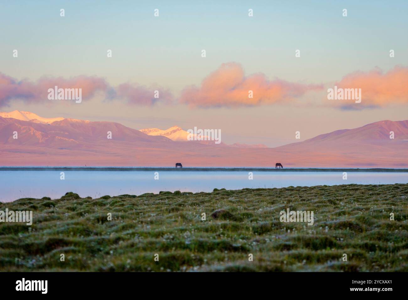 Lac Song Kul avec des chevaux au lever du soleil Banque D'Images Lac Song Kul avec des chevaux au lever du soleil Banque D'Images