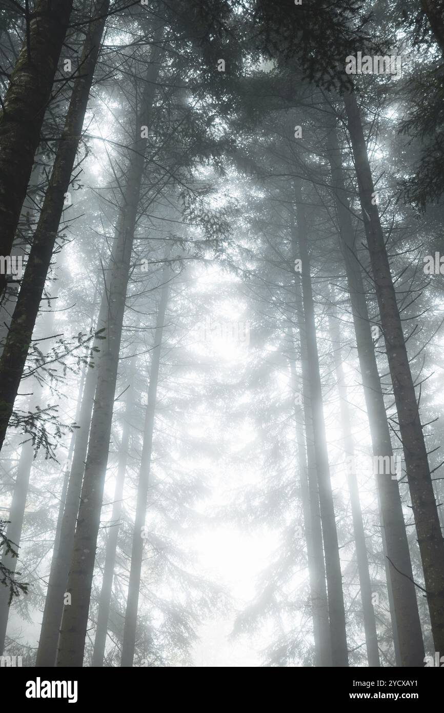 Scène de forêt brumeuse ou brumeuse. Automne matin brouillard épais, atmosphère sombre, ultra-large, angle bas, pas de gens. Banque D'Images