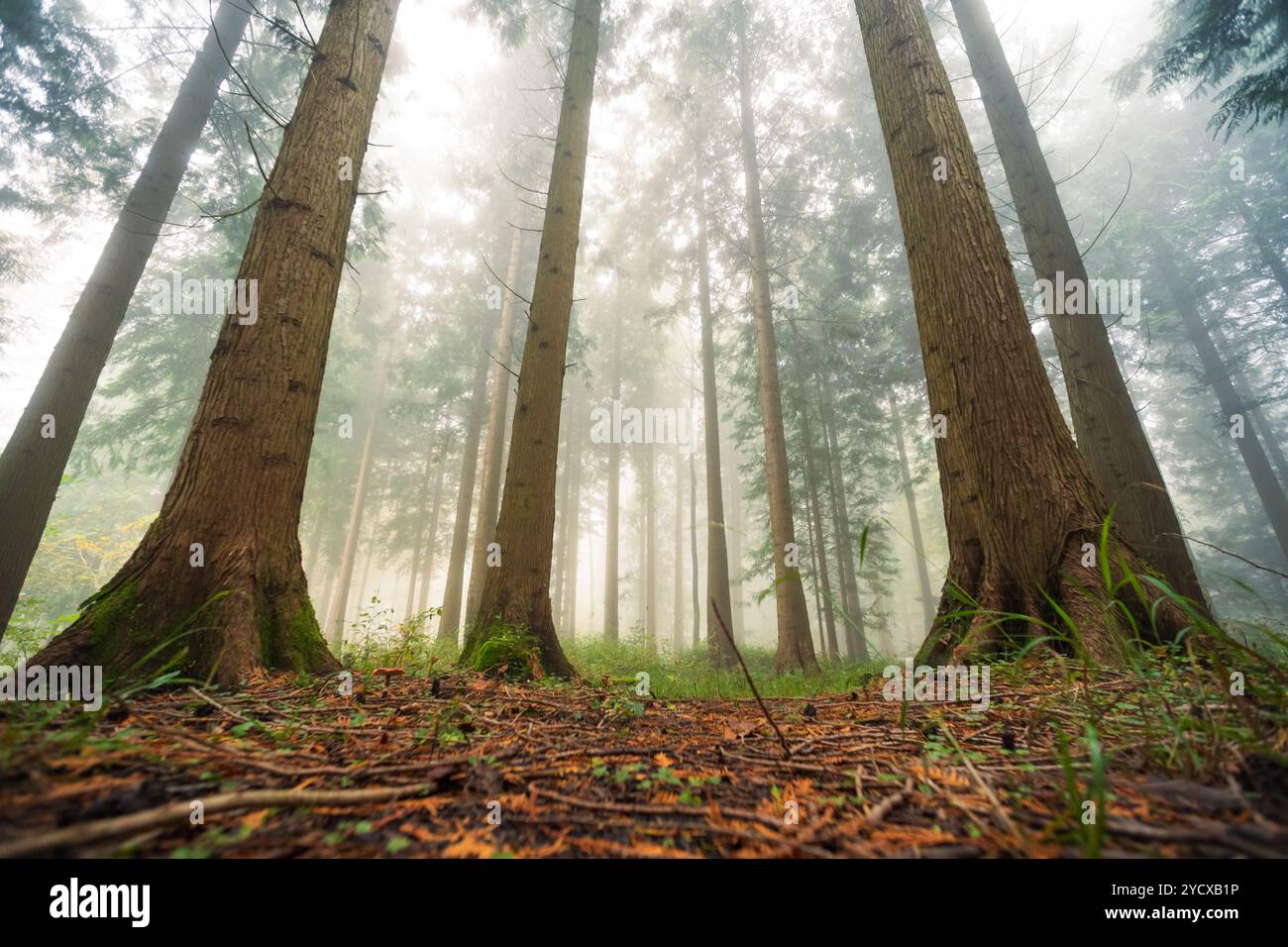 Scène de forêt brumeuse ou brumeuse. Automne matin brouillard épais, atmosphère sombre, ultra-large, angle bas, pas de gens. Banque D'Images