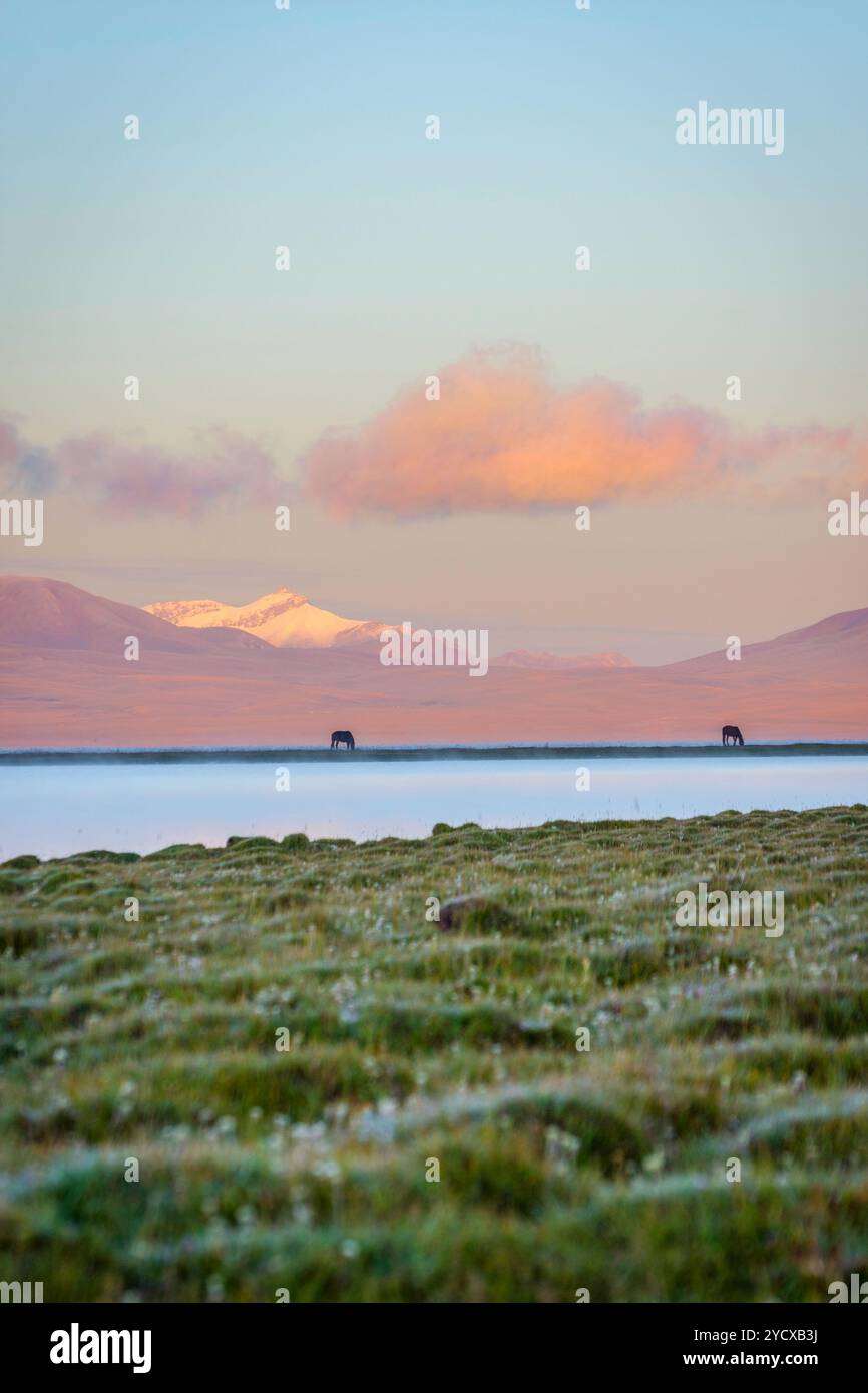 Lac Song Kul avec des chevaux au lever du soleil Banque D'Images Lac Song Kul avec des chevaux au lever du soleil Banque D'Images