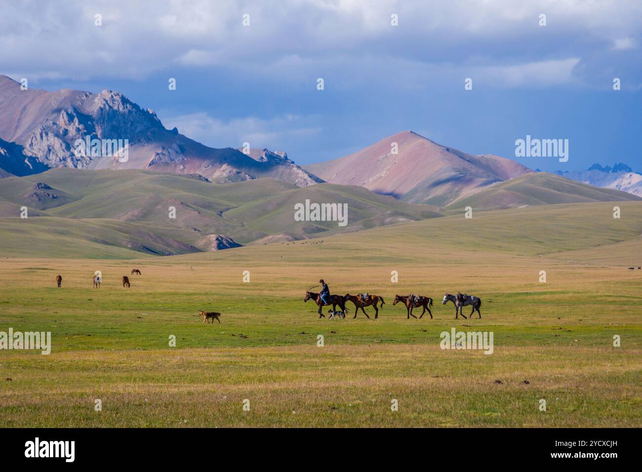 Homme guidant les chevaux, lac Song Kul Banque D'Images Homme guidant les chevaux, lac Song Kul Banque D'Images