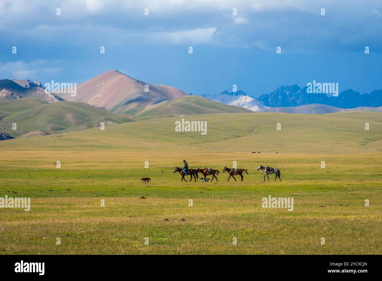 Homme guidant les chevaux, lac Song Kul Banque D'Images Homme guidant les chevaux, lac Song Kul Banque D'Images