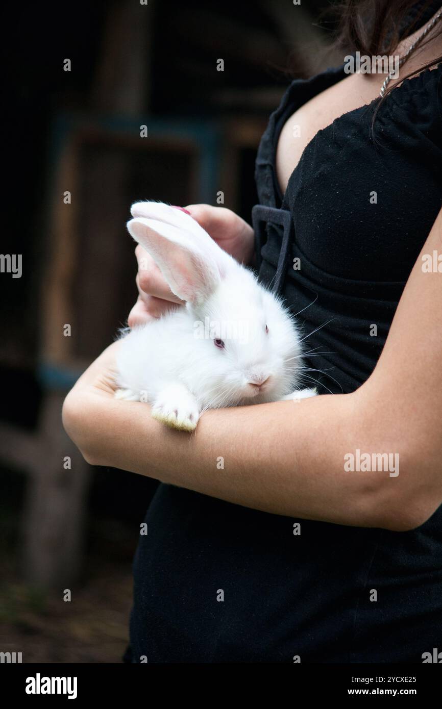 Lapin dans les mains de la jeune fille Banque D'Images