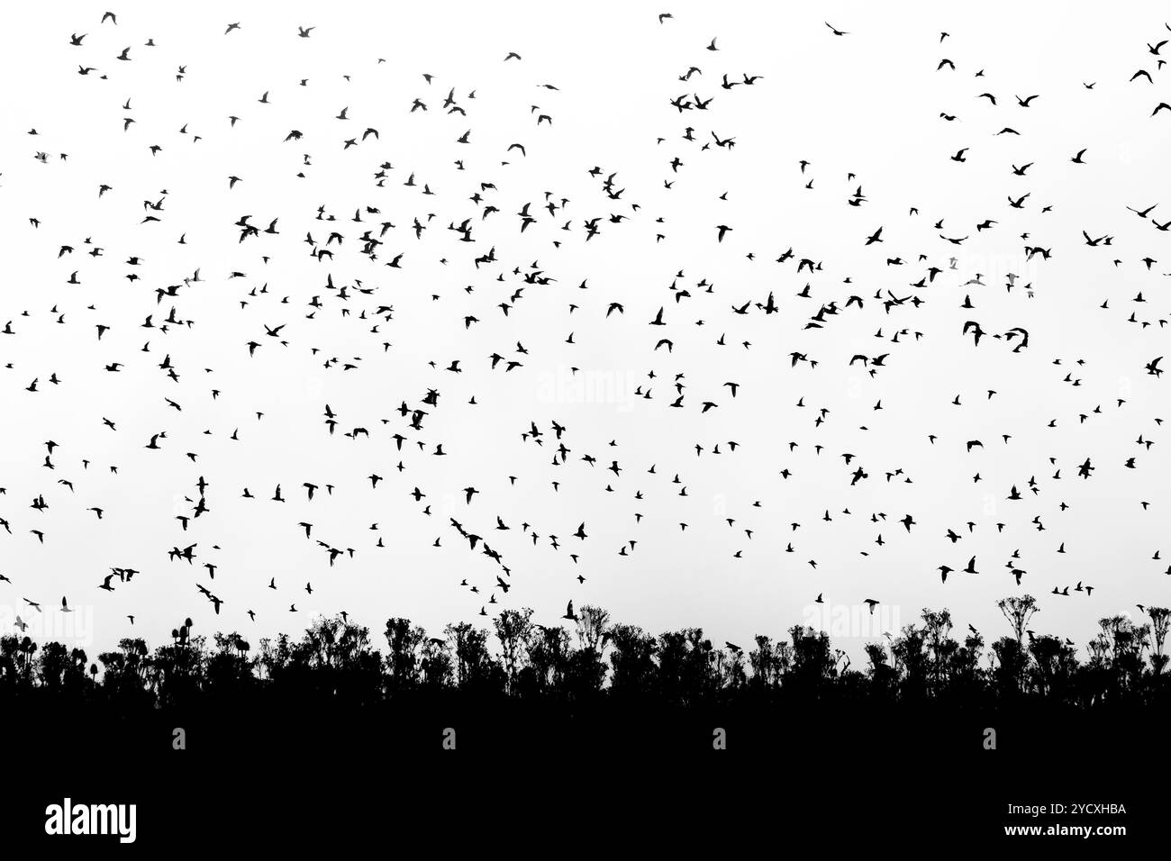 Un grand troupeau d'oiseaux en vol au-dessus d'arbres silhouettés sous un ciel couvert, capturé dans un plan noir et blanc spectaculaire en Australie. Banque D'Images