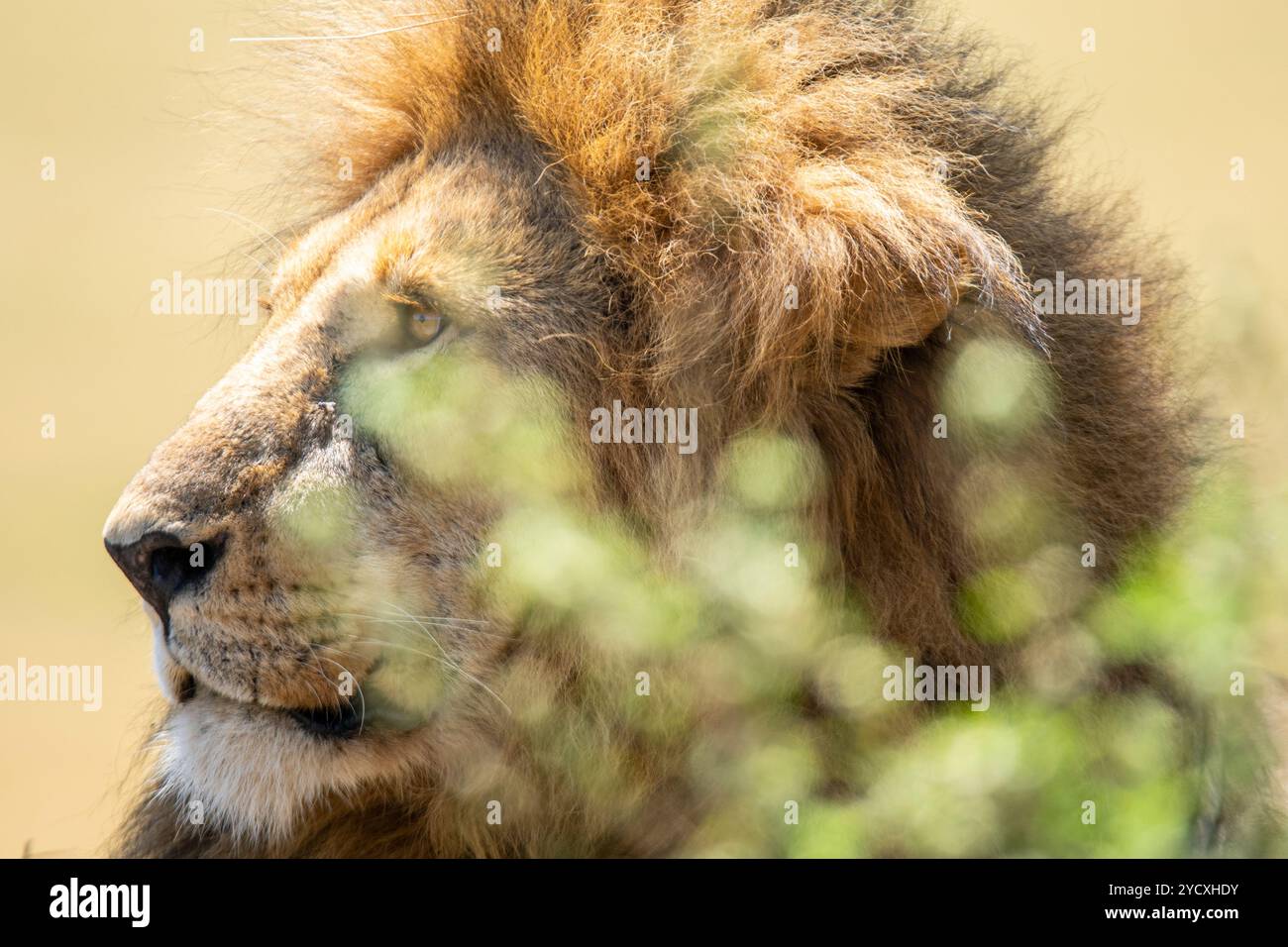 Vue rapprochée du profil d'un lion mâle majestueux, capturé au milieu du cadre naturel de la réserve nationale du Maasai Mara au Kenya. Banque D'Images