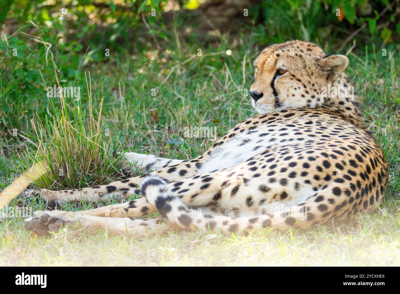 Un guépard paisible se trouve dans l'herbe, se relaxant à l'ombre dans la réserve nationale du Maasai Mara au Kenya, mettant en valeur l'habitat naturel de cet élégant f Banque D'Images