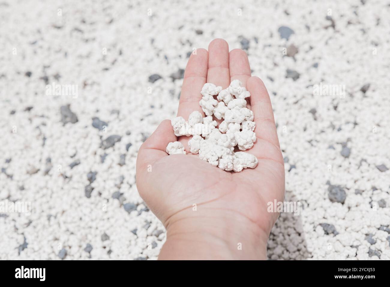 Main tenant des fragments de corail blanc ressemblant au pop-corn à Popcorn Beach, Bajo de la Burra, également connu sous le nom de Caleta del Barco, la plage est célèbre pour son Banque D'Images